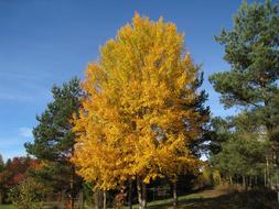 Autumn Tree Colors Sky