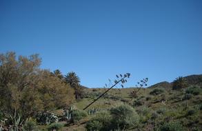 Agave Flowers in Isleta Del moro