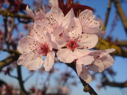 Close-up of the beautiful blossoming pink and white cherry flowers in spring