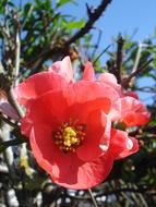 impressively beautiful Red Flowering