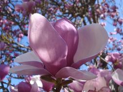 wonderful Flower Magnolias Spring