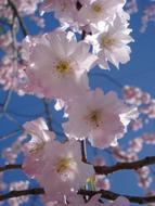 extraordinarily beautiful Flowering Cherry