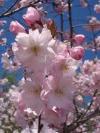 impressively beautiful Flowering Cherry