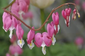 MotherS Day Heart flower