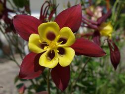 Springtime Yellow red flowers close-up on blurred background