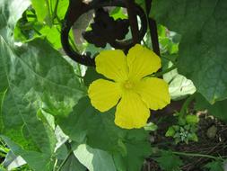 Loofah Vine Flower