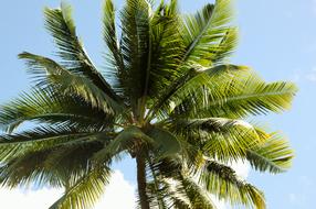 coconut tree in the tropics