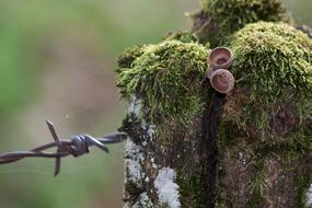 Close-up of the barbed wire with green moss on the post