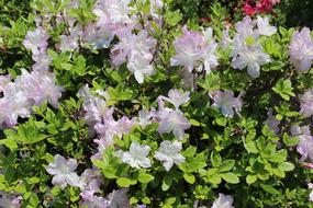 green bush with light purple flowers close up