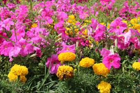 goodly Flowers Summer Vivid