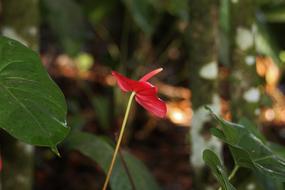 Flower Red green