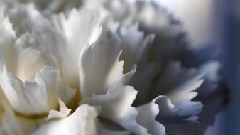 lush white flower close up on blurred background
