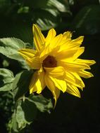 Flowers Garden
