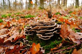 Sponge Tree Stump at Autumn