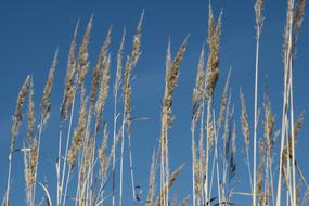 Halme Grasses at Sunshine