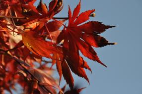 red leaves of japanese maple on the background of the autumn sky