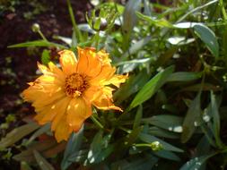perfect Flowers Yellow