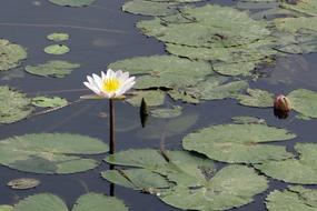 white Water Lily Flower pond