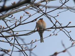 bird on a tree in a blurred background