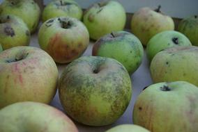 harvest of green apples in rows