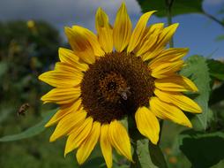 wonderful Sunflower Summer Yellow flower