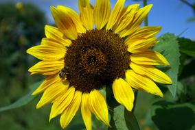 goodly Sunflower Summer Yellow