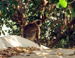 Beautiful and cute colorful Hanuman Langur monkey on the stones with colorful leaves, in sunlight and shadows, near the plants with green leaves, in Dharwad, India