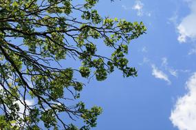 Branches Trees Foliage