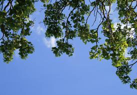 Branches Trees Foliage