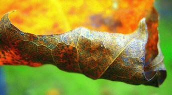 yellow autumn leaf close up on blurred background