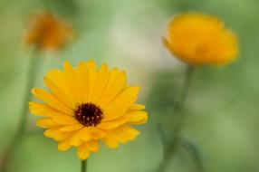 Close-up of the beautiful, yellow, brown and orange flowers in the summer