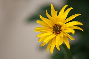yellow spring flower on blurred background