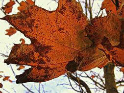 Orange Red Bright leaves