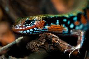 Splendor Skink Reptile