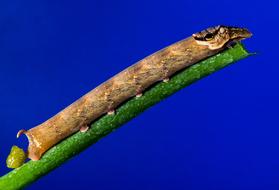 Brown How A Bough Caterpillar