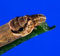 Brown Caterpillar How A Bough