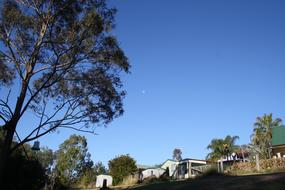 scenic Tree at Sky Blue