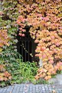 iron gate behind colorful autumn leaves