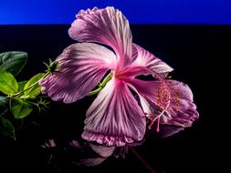 goodly Hibiscus pink Blossom