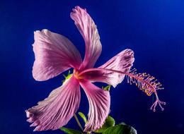 Hibiscus pink white on a blue background