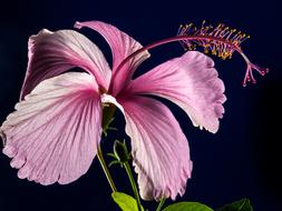 Hibiscus, pink flower with long bending pistil