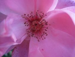 goodly Flower Rose macro