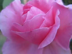 pink rose close up on blurred background