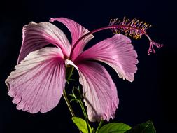 pink Hibiscus Blossom black background