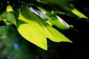 Leaves Ivy Young close-up in blurred background