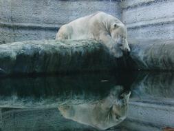 Beautiful and cute polar bear laying near the water with reflection