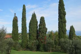 green trees near the field