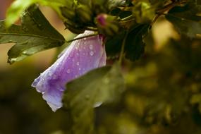 absolutely beautiful Raindrops Purple