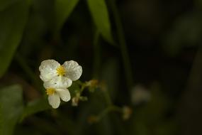 Flower Raindrops