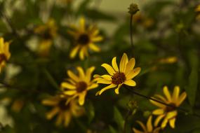 yellow flowers in the rain in a blurred background